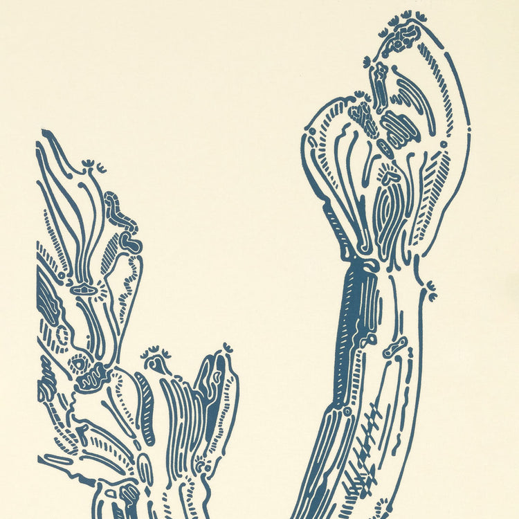 Crestata Loop – Édition